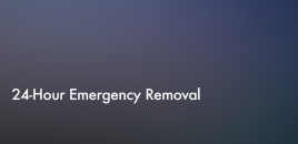 24-Hour Emergency Removal Maroochydore