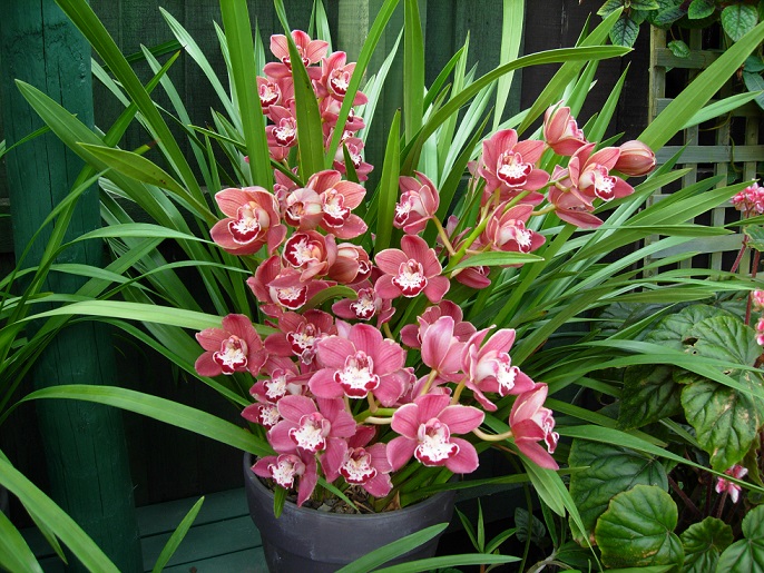 Orchids Braybrook