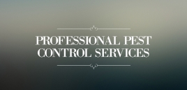 Professional Pest Control Services Claremont claremont